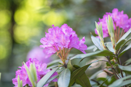 blooming rhododendron in the botanical garden