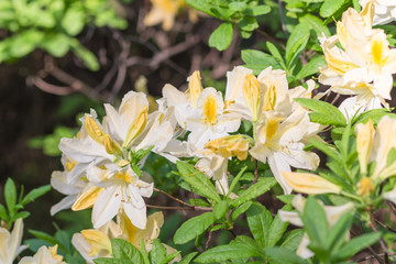 blooming rhododendron in the botanical garden