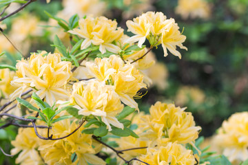 blooming rhododendron in the botanical garden