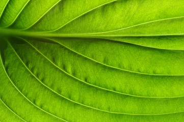  green leaf texture