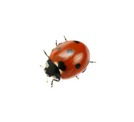 Ladybug isolated on white