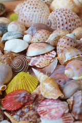 different shells