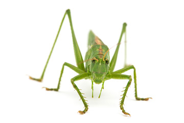 big green grasshopper isolated on white background
