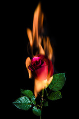 burning red rose on the black background.Selective focus.