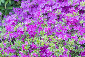 blooming rhododendron in the botanical garden
