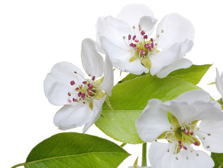  blossoms isolated on white