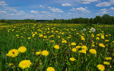  dandelion on meadow