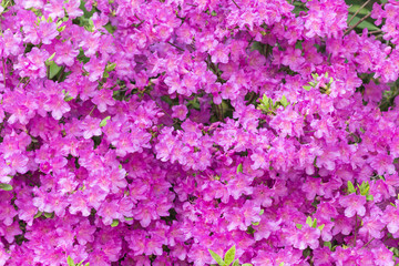 blooming rhododendron in the botanical garden