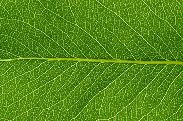  green leaf texture
