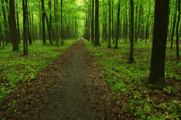 Fototapeta premium green forest