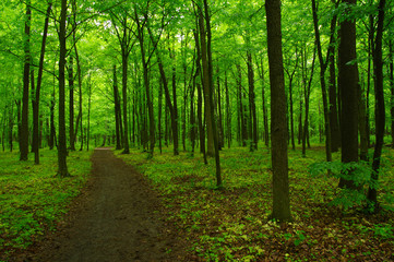 Obraz premium green forest