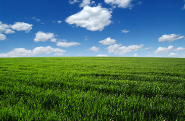 Obraz premium field and sky