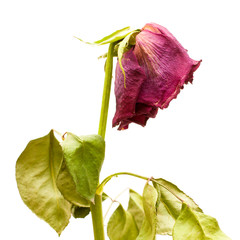 Withered red rose - Rosa rossa appassita