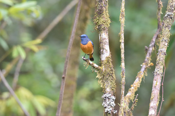 Blue-fronted Redstart
