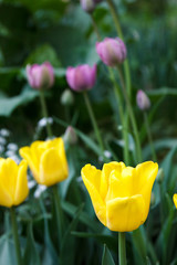 yellow tulip on blurred background of tulips