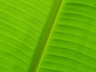 Back of banana leaf background