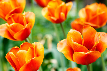 fiery red tulips on blurred background