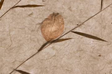 Fototapeta premium Closeup of handmademulberry papertexture background with leaf
