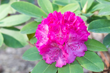 blooming rhododendron in the botanical garden