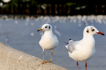 Two seagulls standing on top of a seawall