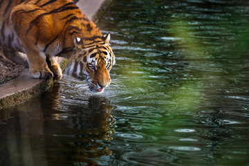 Fototapeta na wymiar Tiger at the watering