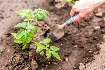 Hilling cucumber sprouts in a greenhouse