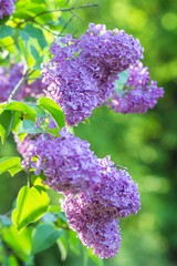 blooming lilac in the botanical garden