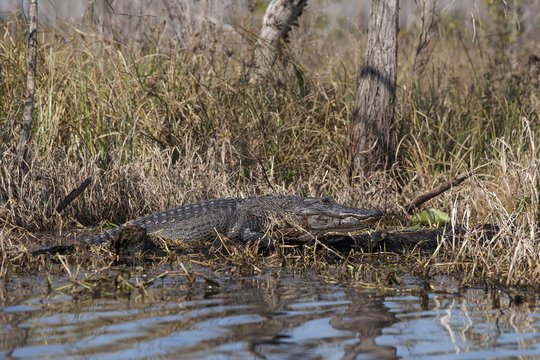 Alligator in the Okefenokee swamp