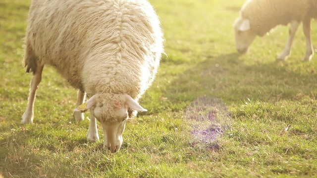 Sheeps feeding moment. Hungry animals eats green grass.