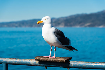 seagull sitting on a rail on santa monica pier
