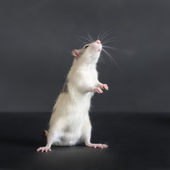 young standing domestic rat