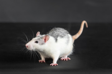 portrait of domestic rat