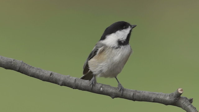 Black-capped Chickadee (Poecile atricapillus) 2