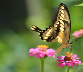 Buterfly garden pink flower