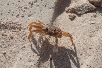 Granchio senza due zampe