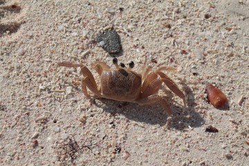 Granchio su una spiaggia caraibica