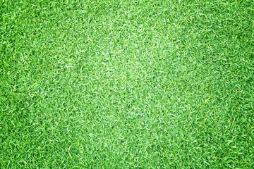 Fototapeta premium Pola golfowe zielony trawnik