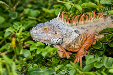 Green Iguana