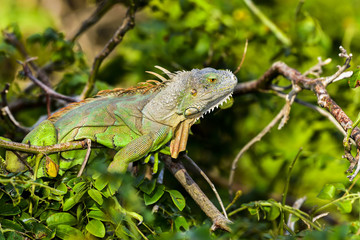 Green Iguana