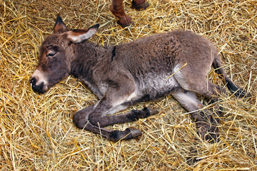 Foal on straw