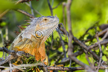 Green Iguana