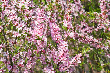 Flowering almond steppe (Prunus tenella)
