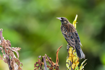 Red-winged Blackbird