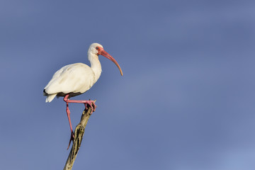 American White Ibis
