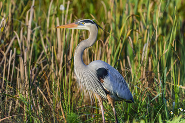 Fototapeta premium Great Blue Heron