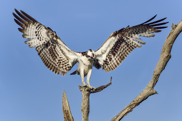 Osprey