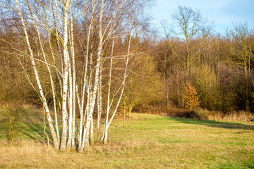 Eine Gruppe von Birken auf einer Wiese vor einem Waldgebiet