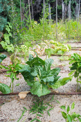 Chard in a vegetable garden.