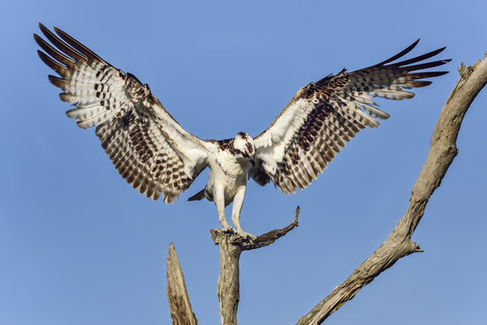 Osprey