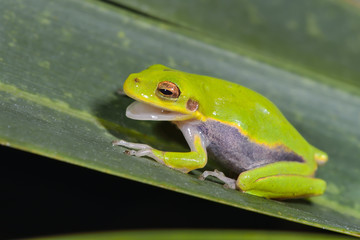 Green Treefrog